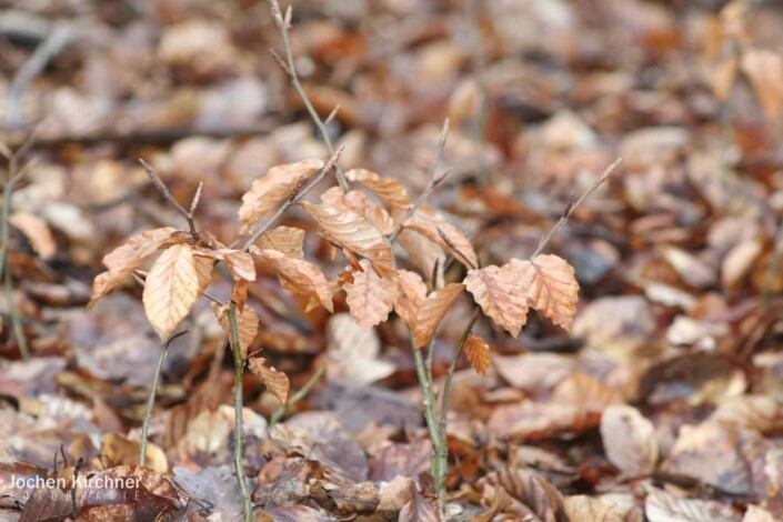 Wo bleibt der Frühling - Canon EOS 350D - Geiselbach, Landschaft, Makro, Wald