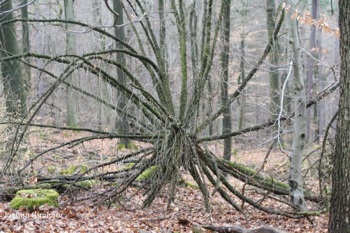 Wo bleibt der Frühling - Canon EOS 350D - Geiselbach, Landschaft, Wald