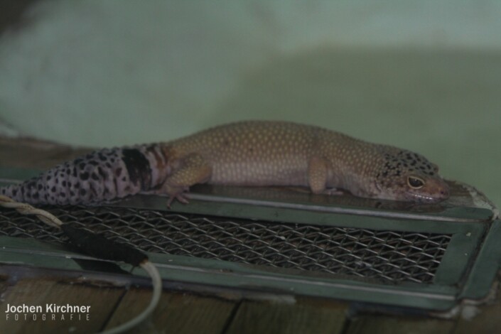 Leopardgecko - Canon EOS 350D - China, Dalian, Leopardgecko, Lvshun Schlangen Museum, Reisen