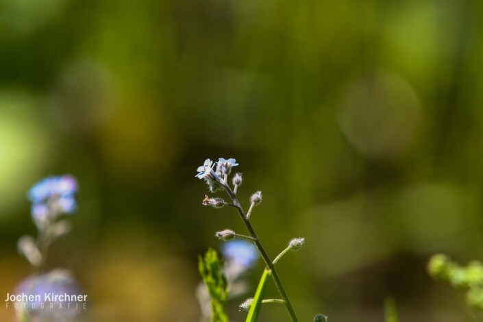 Knospen Spriessen - Canon EOS 350D - Geiselbach, Landschaft, Makro