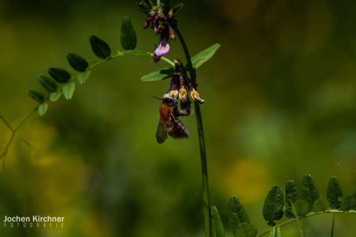 Hummel Makro - Canon EOS 350D - Geiselbach, Landschaft, Makro