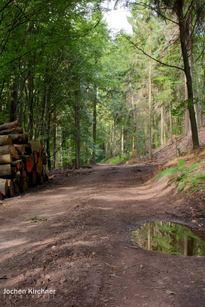 Into The Wild - Canon EOS 700D - Landschaft, Wald