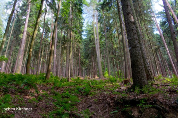 Into The Wild 2 - Canon EOS 700D - Landschaft, Wald