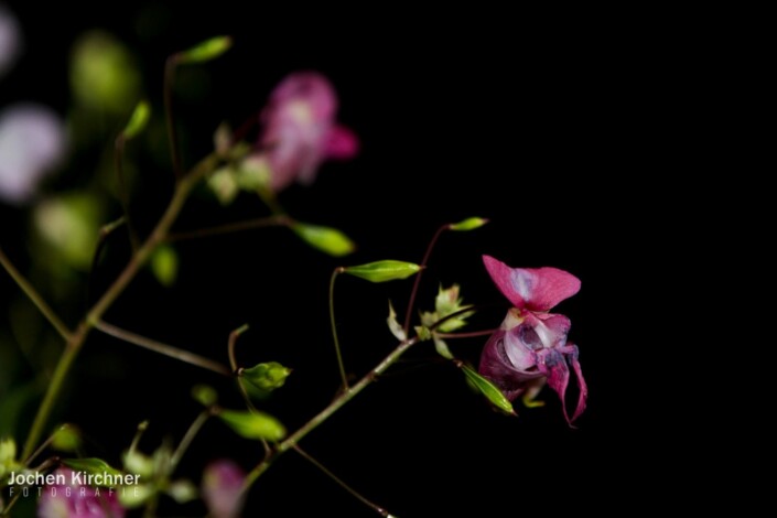 Blume Makro - Canon EOS 700D - Blume, Makro