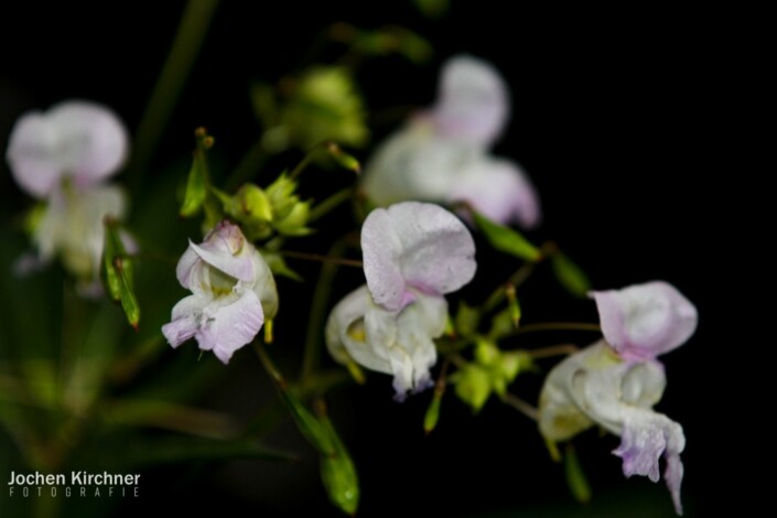 Blume Makro - Canon EOS 700D - Blume, Makro