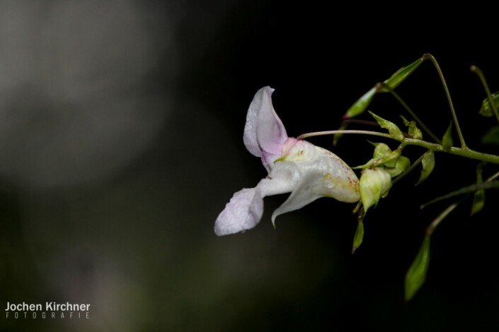 Blume Makro - Canon EOS 700D - Blume, Makro