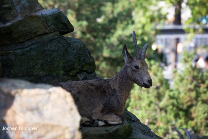 Sibirischer Steinbock - Canon EOS 5D Mark III - Berlin, Tiere, Zoo