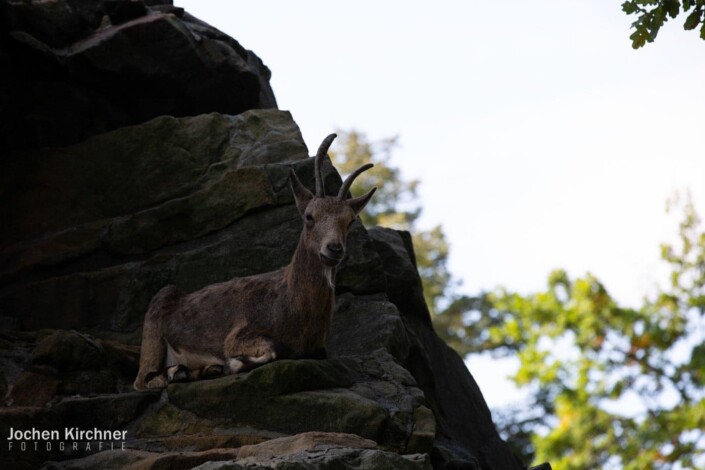 Sibirischer Steinbock - Canon EOS 5D Mark III - Berlin, Tiere, Zoo