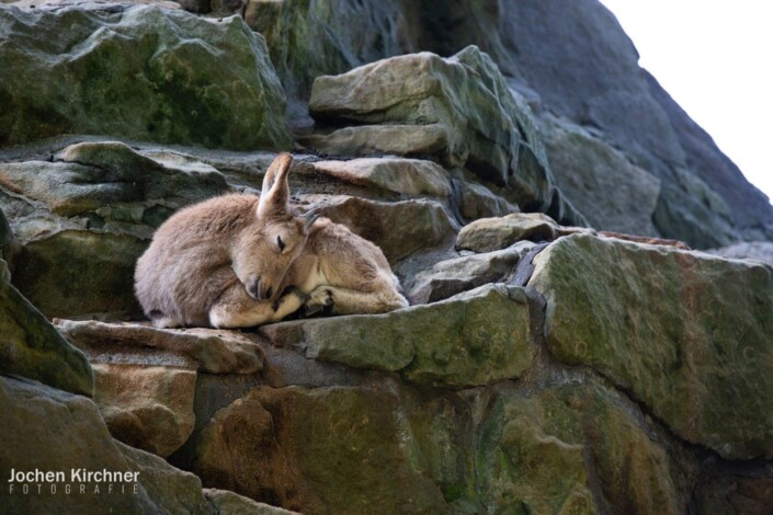 Sibirischer Steinbock - Canon EOS 5D Mark III - Berlin, Tiere, Zoo