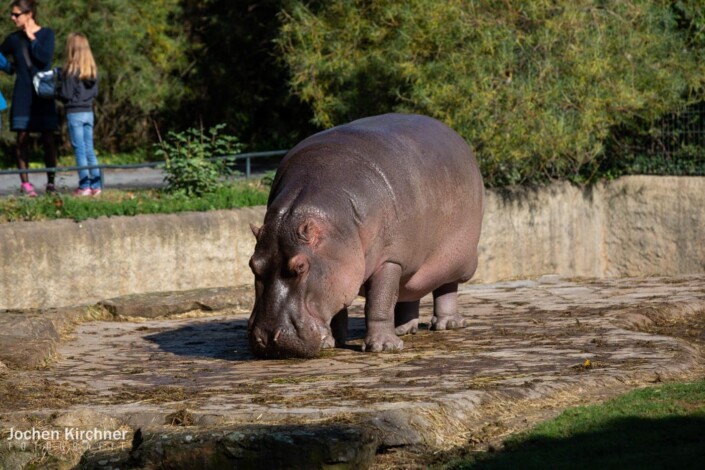 Flusspferd - Canon EOS 5D Mark III - Berlin, Tiere, Zoo