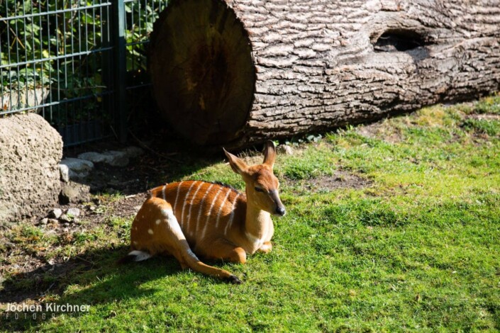 Rehkitz - Canon EOS 5D Mark III - Berlin, Tiere, Zoo