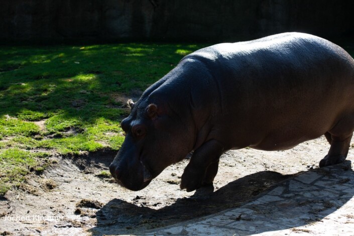 Flusspferd - Canon EOS 5D Mark III - Berlin, Tiere, Zoo