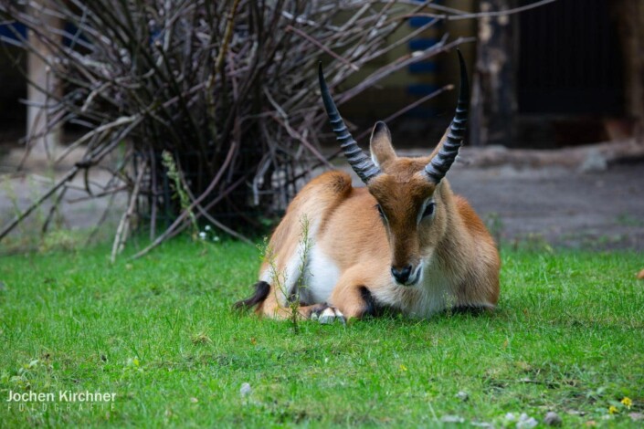 Reh - Canon EOS 5D Mark III - Berlin, Tiere, Zoo