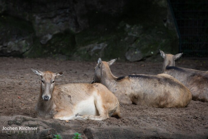 Davidshirsche - Canon EOS 5D Mark III - Berlin, Tiere, Zoo