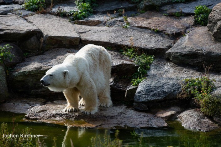 Eisbär - Canon EOS 5D Mark III - Berlin, Tiere, Zoo