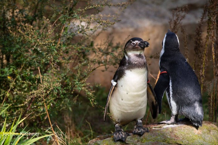 Humboldt Pinguine - Canon EOS 5D Mark III - Berlin, Tiere, Zoo