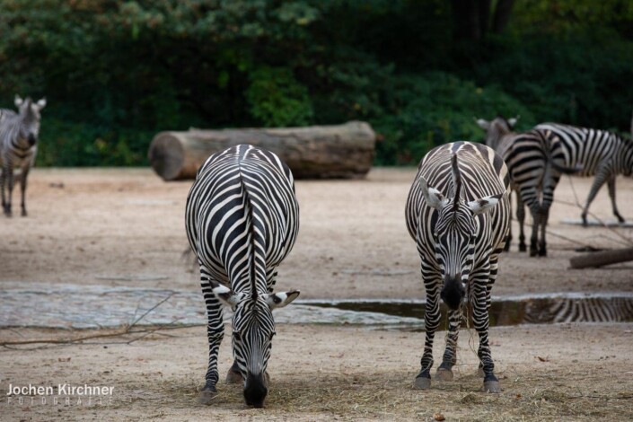 Zebras - Canon EOS 5D Mark III - Berlin, Tiere, Zoo