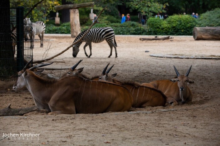 Antilopen - Canon EOS 5D Mark III - Berlin, Tiere, Zoo