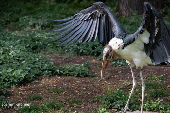 Marabu - Canon EOS 5D Mark III - Berlin, Tiere, Zoo