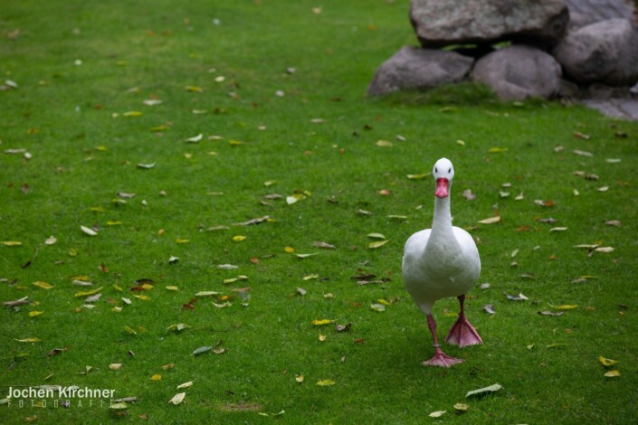  - Canon EOS 5D Mark III - Berlin, Tiere, Zoo