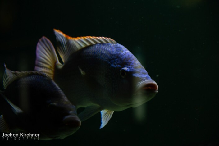 Gelbflossen-Buntbarsch - Canon EOS 5D Mark III - Berlin, Tiere, Zoo