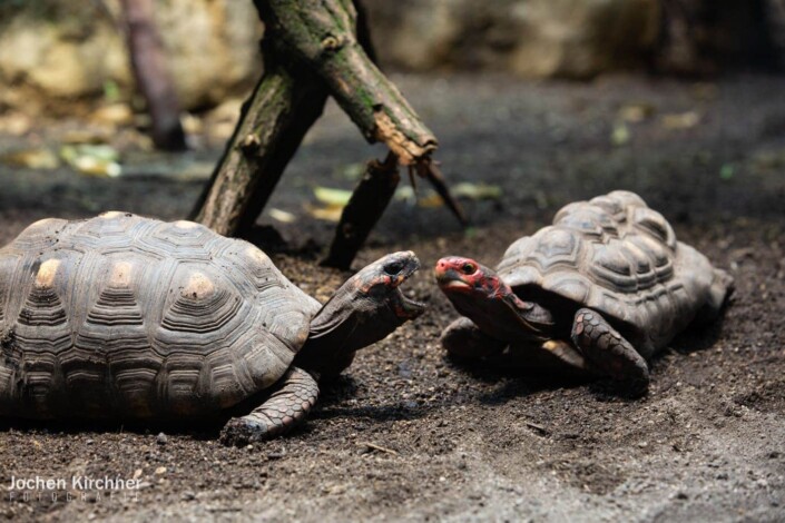 Schildkröten - Canon EOS 5D Mark III - Berlin, Tiere, Zoo