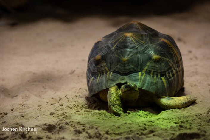 Schildkröte - Canon EOS 5D Mark III - Berlin, Tiere, Zoo