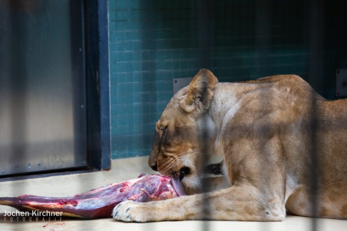 Löwe - Canon EOS 5D Mark III - Berlin, Tiere, Zoo