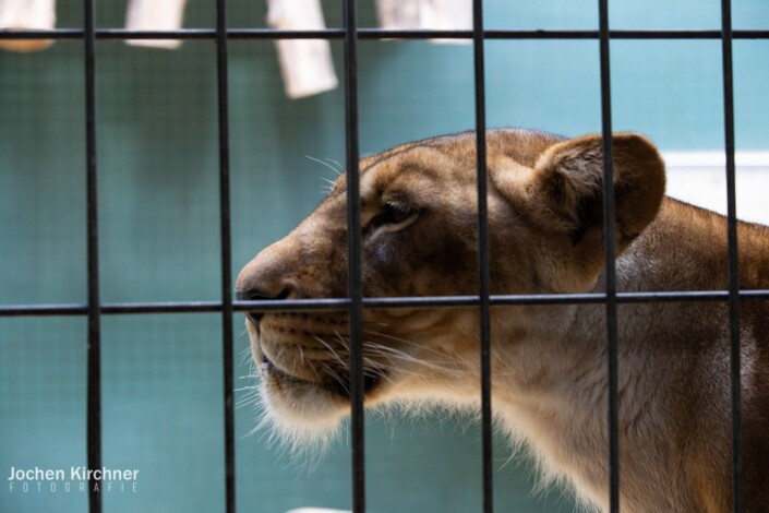 Löwe - Canon EOS 5D Mark III - Berlin, Tiere, Zoo