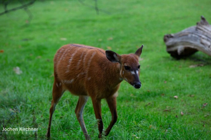 Rehkitz - Canon EOS 5D Mark III - Berlin, Tiere, Zoo