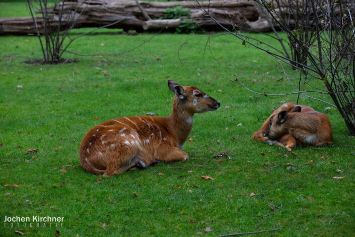 Rehkitz - Canon EOS 5D Mark III - Berlin, Tiere, Zoo