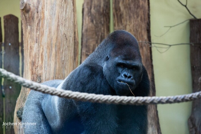 Gorilla - Canon EOS 5D Mark III - Berlin, Tiere, Zoo