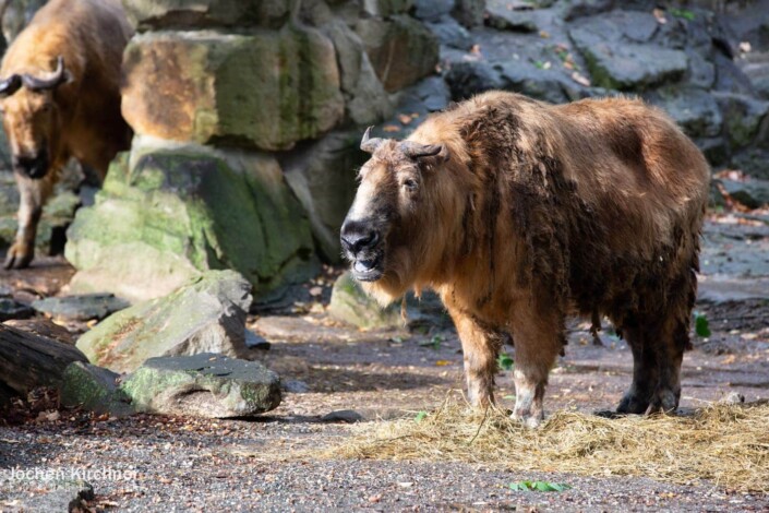 Mishmi-Takin - Canon EOS 5D Mark III - Berlin, Tiere, Zoo