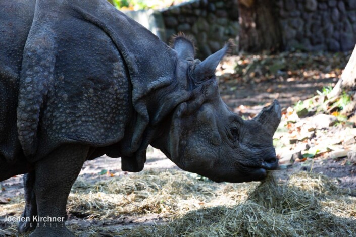 Panzernashorn - Canon EOS 5D Mark III - Berlin, Tiere, Zoo